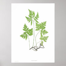 Polypodium dryopteris print