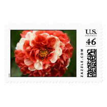 Pom-Pom Dahlia postage