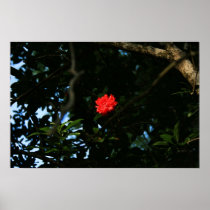 Pomegranate Bloom Poster posters