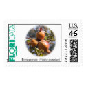Pomegranate (Punica granatum) postage by floridata Pomegranate (Punica granatum) postage