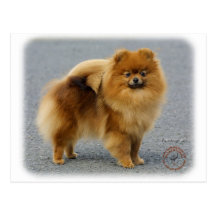 Pomeranian 9R042D-22 Post Card