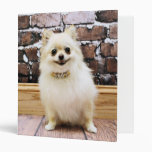Pomeranian - Abby Vanity Collar 3 Ring Binders