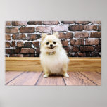 Pomeranian - Abby Vanity Collar Poster