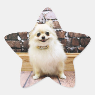 pomeranian collars pomeranian stickers zazzle pomeranian collars pomeranian stickers zazzle