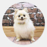 Pomeranian - Abby Vanity Collar Stickers