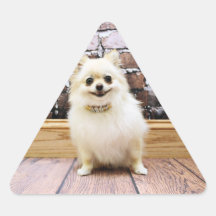 Pomeranian - Abby Vanity Collar Triangle Stickers