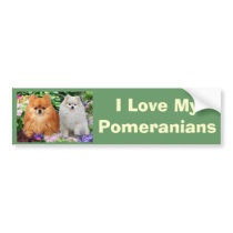 Pomeranian Bumper Sticker bumper stickers by normagolden Pomeranian Bumper Sticker bumper stickers