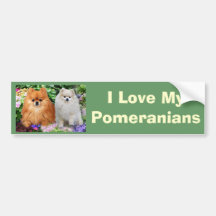 Pomeranian Bumper Sticker