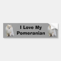 Pomeranian Bumper Sticker