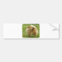 Pomeranian Bumper Sticker