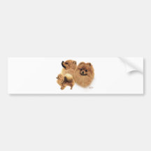 Pomeranian Bumper Stickers