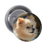 Pomeranian button