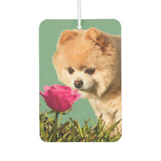 pomeranian gifts pomeranian gifts on zazzle pomeranian gifts pomeranian gifts on zazzle