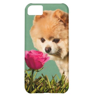 pomeranian shedding tips how to groom a pomeranian at home pomeranian grooming tips pomeranian shedding tips how to groom a pomeranian at home pomeranian grooming tips