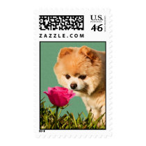Pomeranian Dog and Rose Postage Stamp