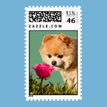 Pomeranian Dog and Rose Postage Stamp