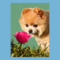 Pomeranian Dog and Rose Print posters
