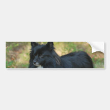 Pomeranian Dog Bumper Sticker
