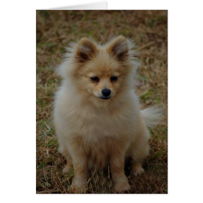   Breeds on Pomeranian Dog Cute Dog Breed Small Dog Toy Dog Card From Zazzle Com