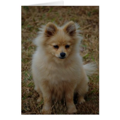small dog breeds images. of small dog breed