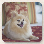Pomeranian dog in pet friendly hotel room coasters