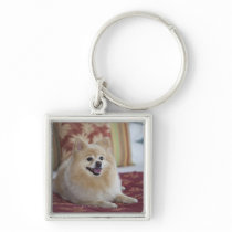 Pomeranian dog in pet friendly hotel room key chains