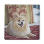 Pomeranian dog in pet friendly hotel room refrigerator magnet