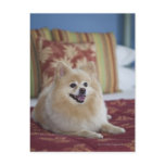 Pomeranian dog in pet friendly hotel room post cards