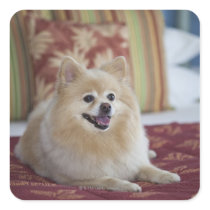 Pomeranian dog in pet friendly hotel room sticker
