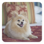 Pomeranian dog in pet friendly hotel room sticker