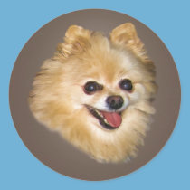 Pomeranian Dog on Brown Sticker stickers