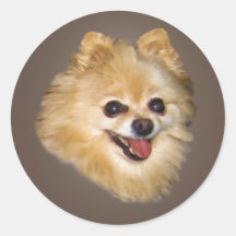 Pomeranian Dog on Brown Sticker