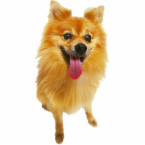 Pomeranian Dog photo sculptures