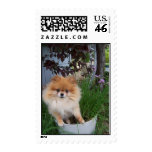 Pomeranian Dog postage