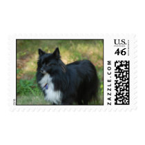 Pomeranian Dog  Postage Stamp