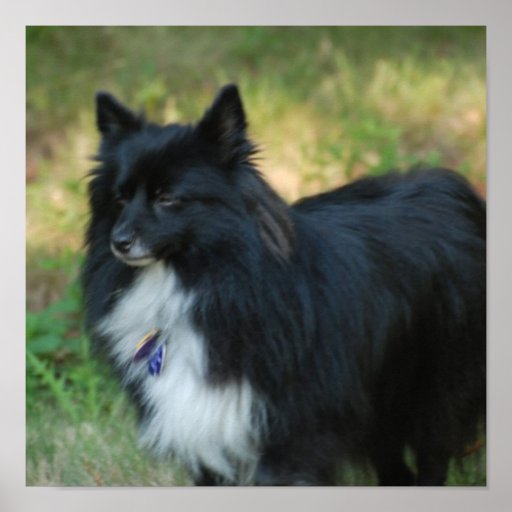 Pomeranian Dog  Poster