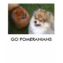 pomeranian, GO POMERANIANS t-shirts by Kagaminosan pomeranian, GO POMERANIANS t-shirts
