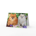Pomeranian Greeting Card