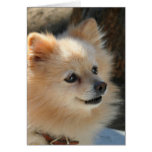 Pomeranian greeting card