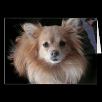 Pomeranian cards