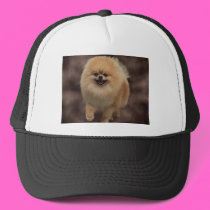 Pomeranian hats
