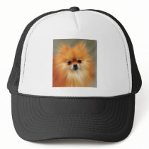 Pomeranian hats