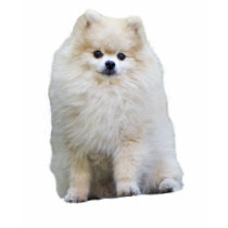 Pomeranian Ladies T-Shirt by normagolden Pomeranian Ladies T-Shirt