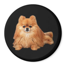 Pomeranian Magnet by normagolden Pomeranian Magnet