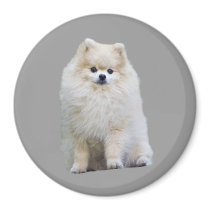 Pomeranian Magnet by normagolden Pomeranian Magnet