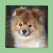 Pomeranian Magnet - "Baby" magnets