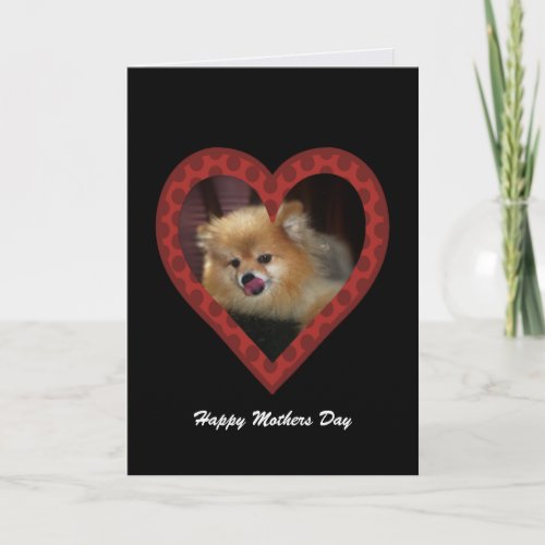 Pomeranian: Mothers Day Card