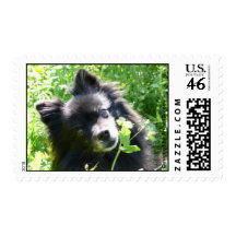 Pomeranian negro sellos