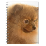 Pomeranian Notebooks