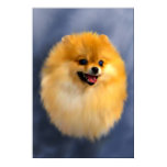 Pomeranian Portrait Fine Art Print Pomeranian Portrait Fine Art Print
